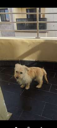 Chiots bichon maltais image 3