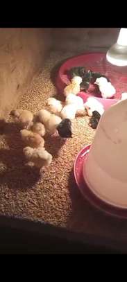 Poussins Goliath vaccinés à vendre image 4