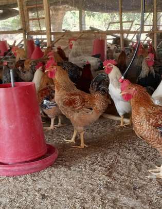 Poussins Goliath vaccinés à vendre image 13