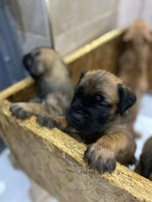 BOERBOEL image 5