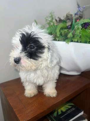 Bichon maltais a vendre image 4