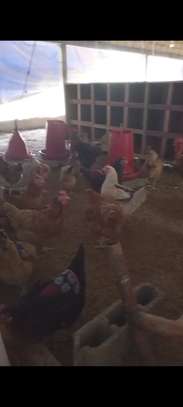 Poussins Goliath vaccinés à vendre image 9