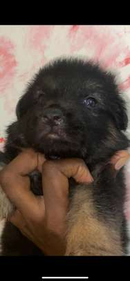 Chiot Berger Allemand image 2
