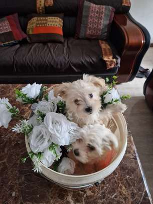 Chien de salon image 1