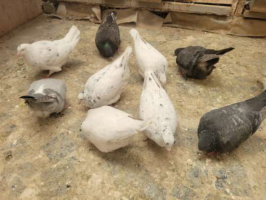 Pigeons de race image 1