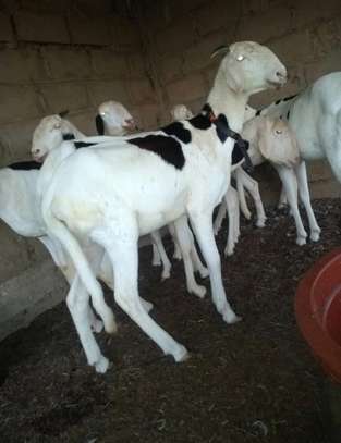 LOTS DE MOUTONS LADOUM A VENDRE: FEMELLES ET MALES image 2