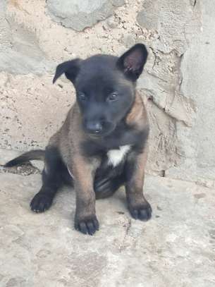 chiots malinois pure sang image 1