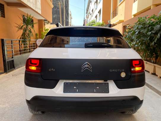 C4 cactus image 6