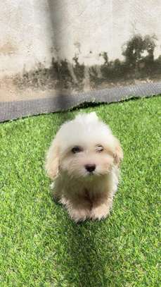 Bichon nain image 2