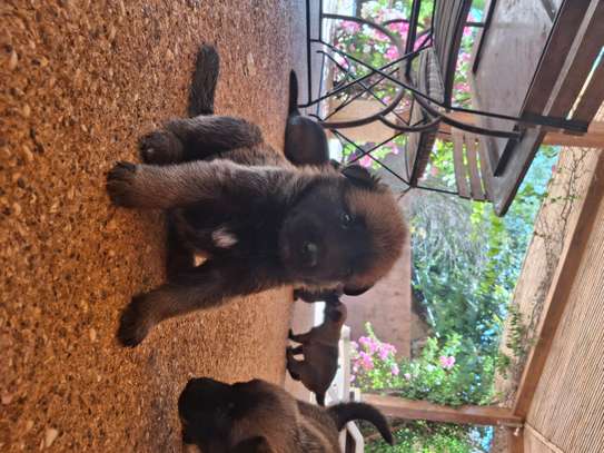 Berger allemand  malinois image 3
