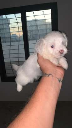 Bichon Maltais image 4