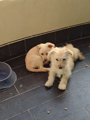 Chiots bichon maltais image 1
