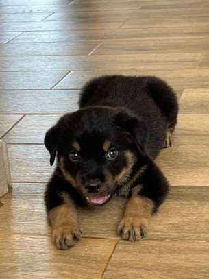 Chiot Rottweiler à vendre image 3