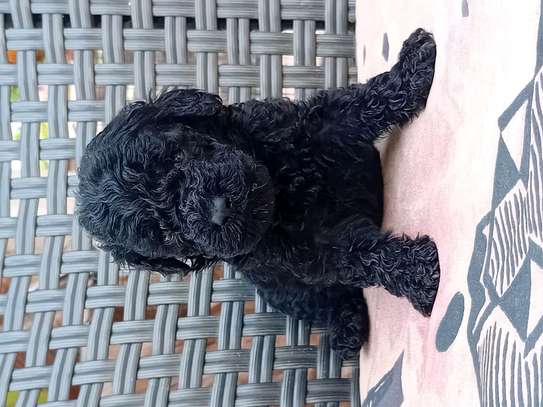 Caniche image 4