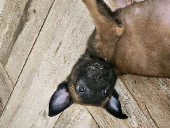 Berger belge malinois image 4