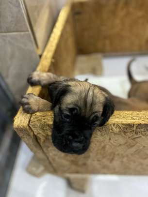 BOERBOEL image 8