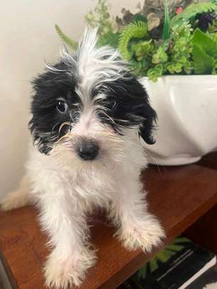Bichon maltais a vendre image 8
