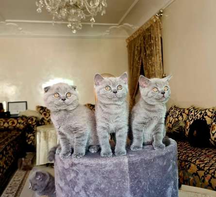 Scottish fold et straight / british shorthair image 2