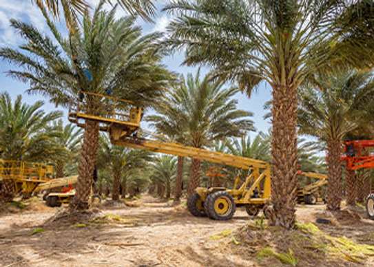 Dattes Royal Al Majd image 7