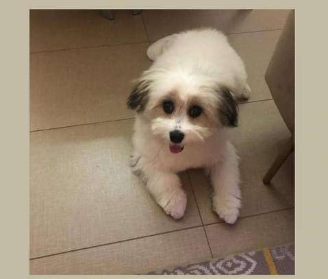 Bichon maltais 1 a 6 mois image 5