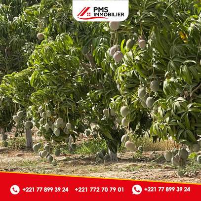 Terrain à arbres fruitiers à vendre à Sindia image 11