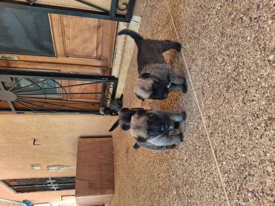 Berger allemand  malinois image 15
