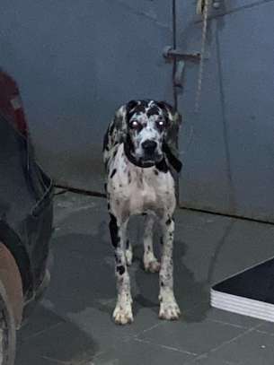 DOG ALLEMAND image 1
