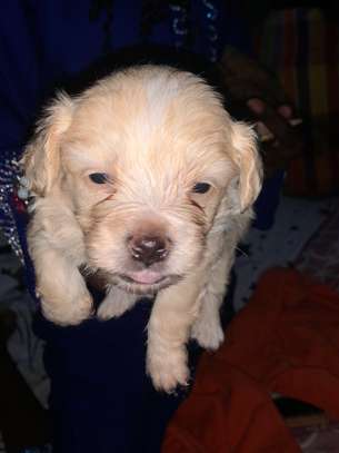 Bichon Maltais image 6