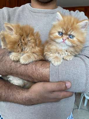 Chaton Persan de pure race image 6
