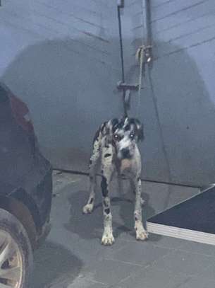 DOG ALLEMAND image 5