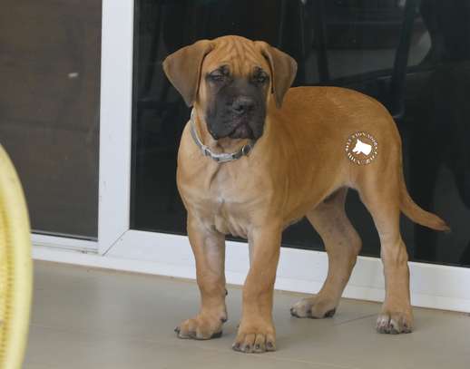 vente chiots boerboels image 3