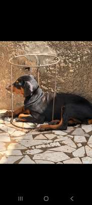 Chiot femelle Doberman noir et feu image 3