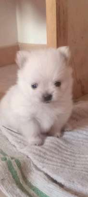 Pomeranè image 7