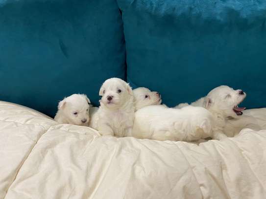 Bichon maltais image 2