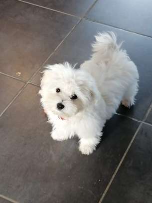 Magnifique chiots bichon maltais image 2