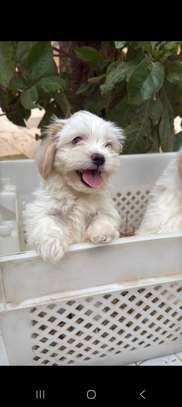 Chiots bichon maltais mâle image 5