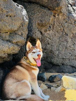 Husky chiot aux yeux bleus pur sang image 5