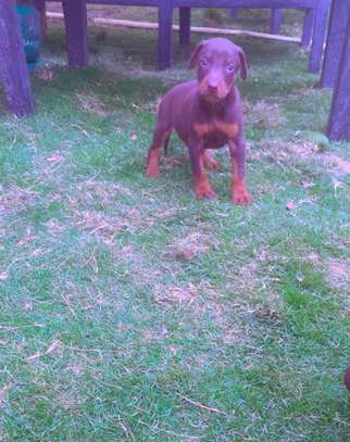 Doberman chiot noir et feu vacciné et vermifugé image 4