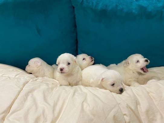 BICHON MALTAIS image 2