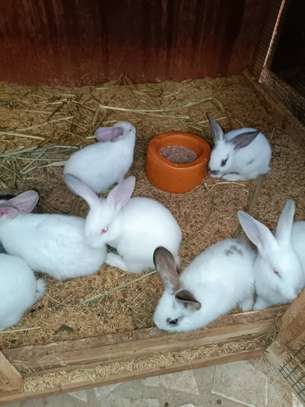 Lapins , lapereaux, géant des Flandres, fauve, rex tricolore image 2