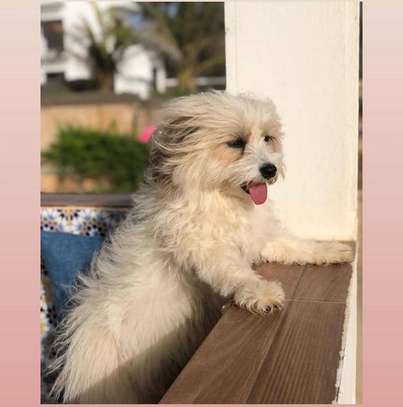 Bichon maltais 1 a 6 mois image 2