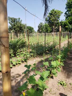LIVRAISON FRUIT LEGUME ENGRAIS SEMENCE CAMION FRIGO 20M3 image 2