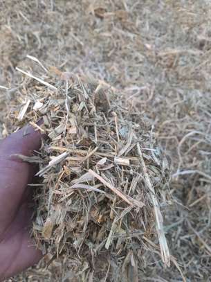 Foin de maralfalfa ngone bu wow maralfalfa image 5