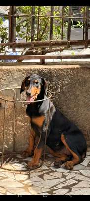 Chiot femelle Doberman noir et feu image 5