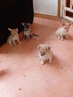 Chiots Chihuahua jeunes variés affectueux loyaux image 2