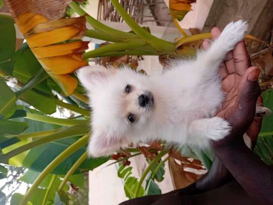 Pomeranien image 3