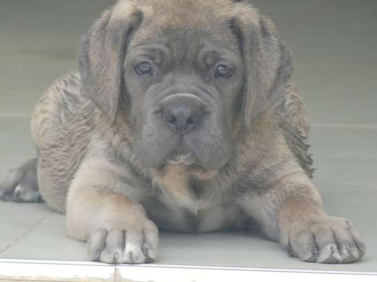 chiots cane corso image 5