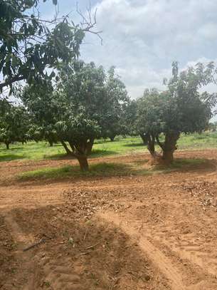 Champs de 3,9 ha à vendre à Pout Tf individuel image 4