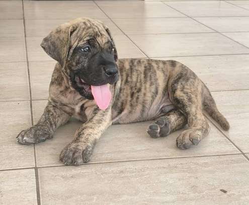 PRESA CANARIO image 4