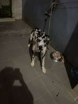 DOG ALLEMAND image 2